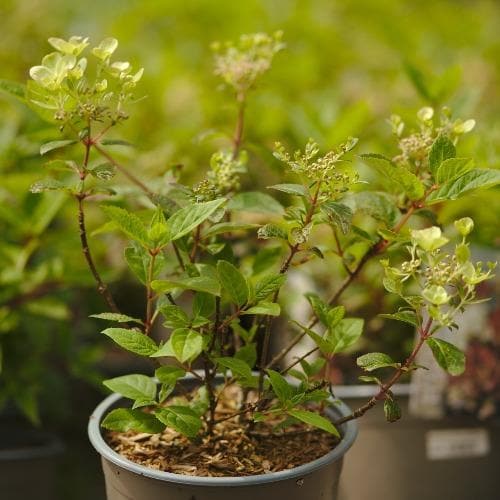Hydrangea paniculata Early Sensation
