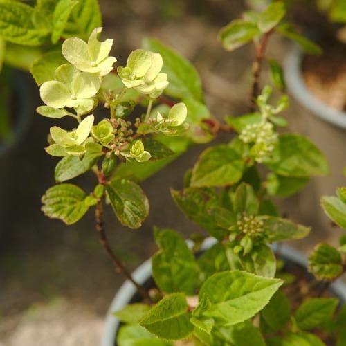 Hydrangea paniculata Early Sensation