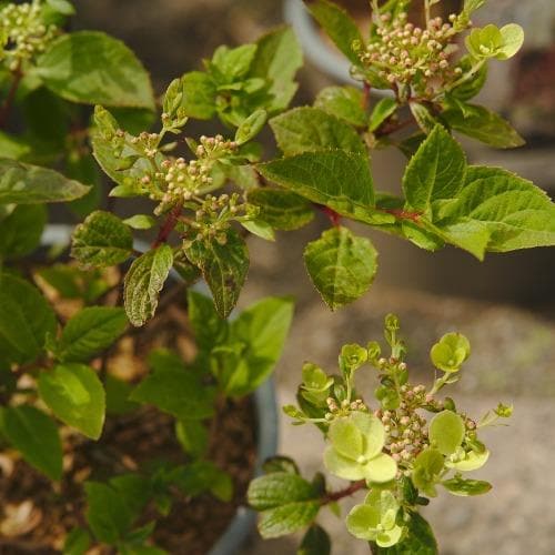 Hydrangea paniculata Early Sensation