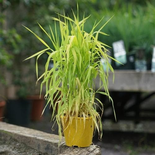 Phalaris arundinacea Pure Gold - Ribbon Grass