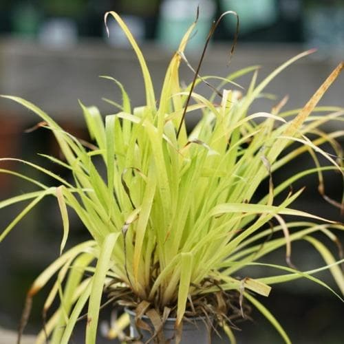 Luzula sylvatica Solar Flair