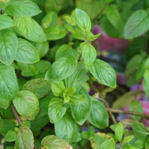 Mentha aquatica - Water Mint