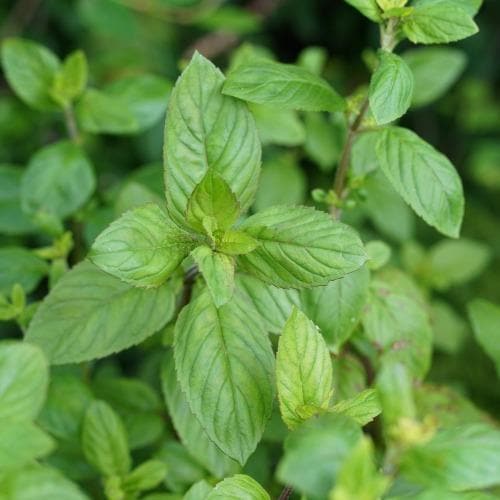 Mentha aquatica - Water Mint