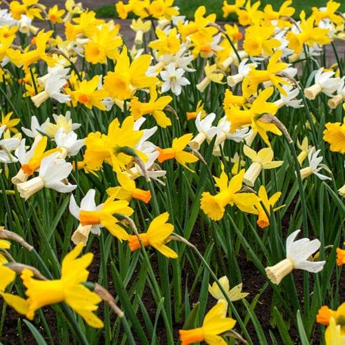 Daffodil - Mixed Miniature Narcissi - Future Forests