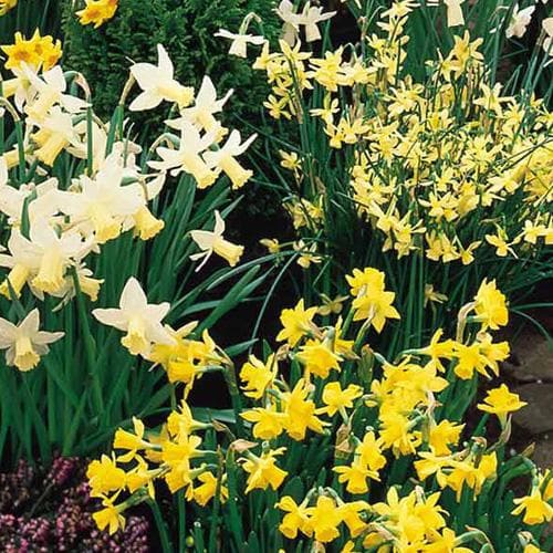 Daffodil - Mixed Miniature Narcissi - Future Forests