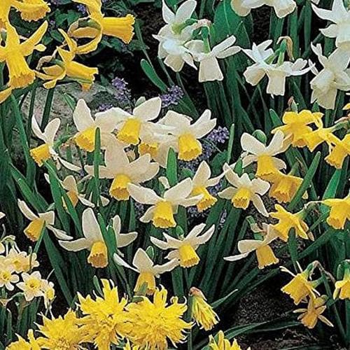 Daffodil - Mixed Miniature Narcissi - Future Forests