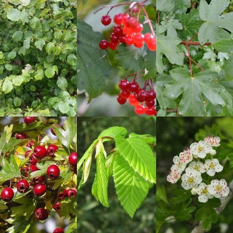 Neat Natural Hedge Mix - Future Forests