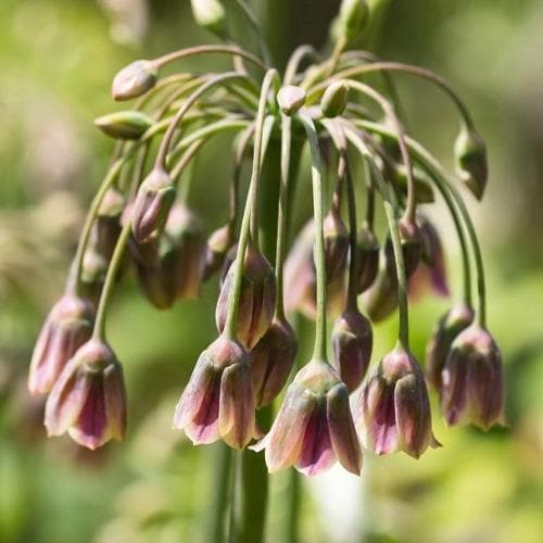Nectaroscordum - Allium siculum
