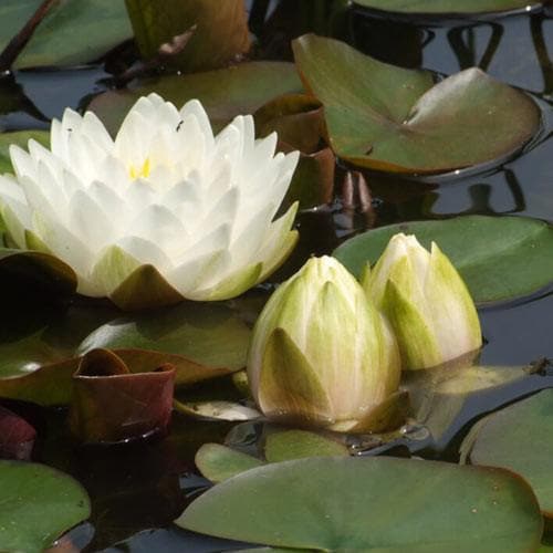 Nymphaea ‘Gonnere’ - Future Forests
