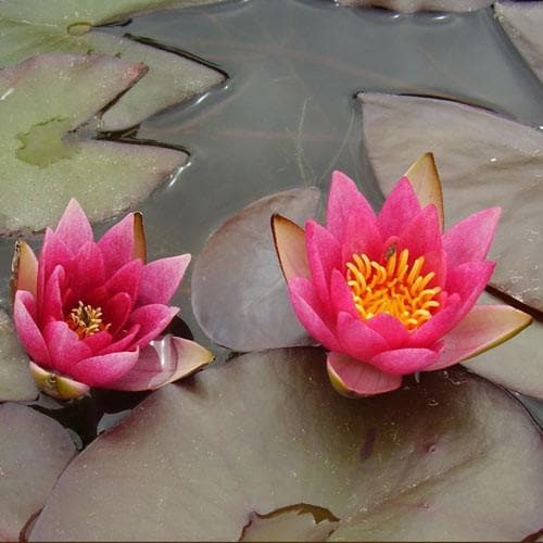 Nymphaea ‘Pygmaea Rubra’ - Future Forests
