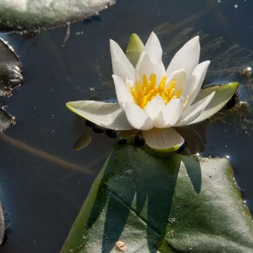 Nymphaea ‘Pygmaea Alba’ - Future Forests
