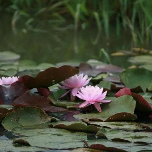 Nymphaea Firecrest