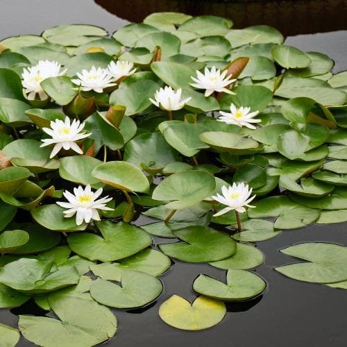 Nymphaea Marliacea Albida