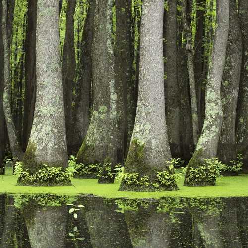 Nyssa aquatica - Water  Tupelo - Future Forests