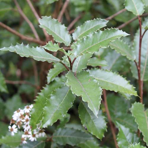 Olearia macrodonta