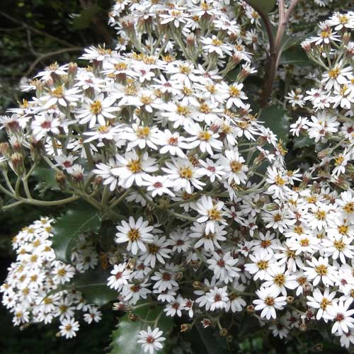 Olearia macrodonta