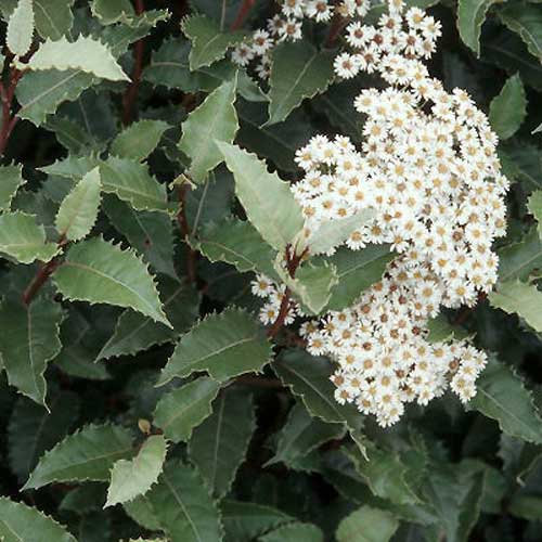 Olearia macrodonta