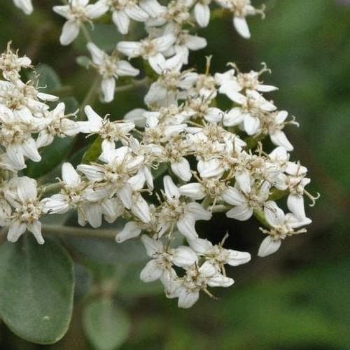 Olearia x haastii - Future Forests