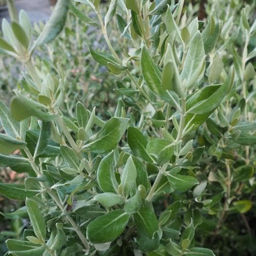 Olearia traversii - Future Forests