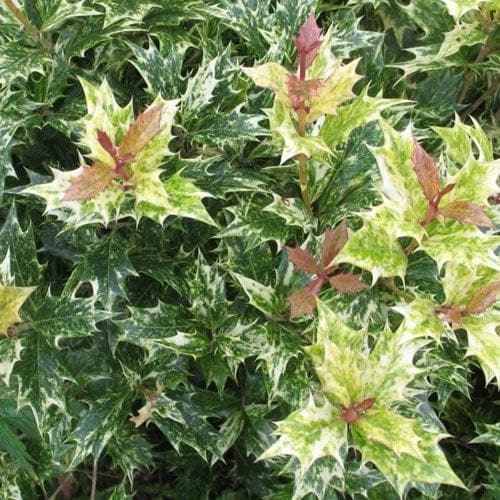 Osmanthus heterophyllus Tricolor