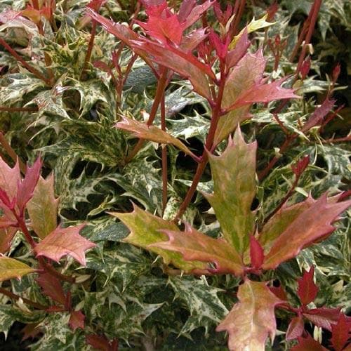 Osmanthus heterophyllus Tricolor