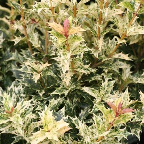 Osmanthus heterophyllus Tricolor