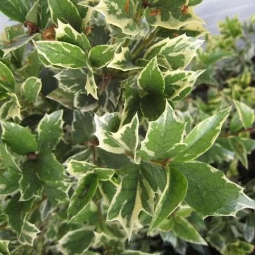 Osmanthus heterophyllus Variegatus