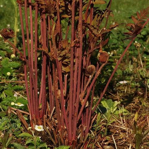 Osmunda regalis Purpurascens