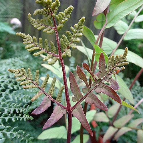 Osmunda regalis Purpurascens