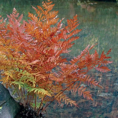 Osmunda regalis Purpurascens