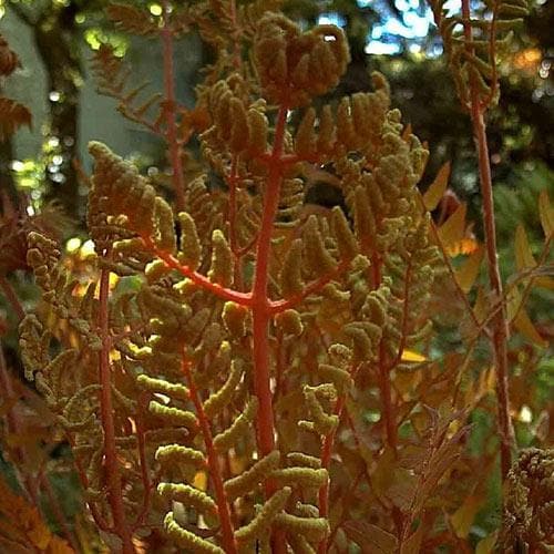 Osmunda regalis Purpurascens