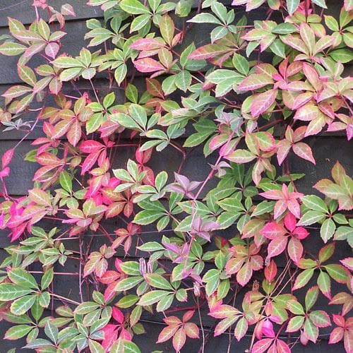 Parthenocissus henryana - Chinese Virginia Creeper