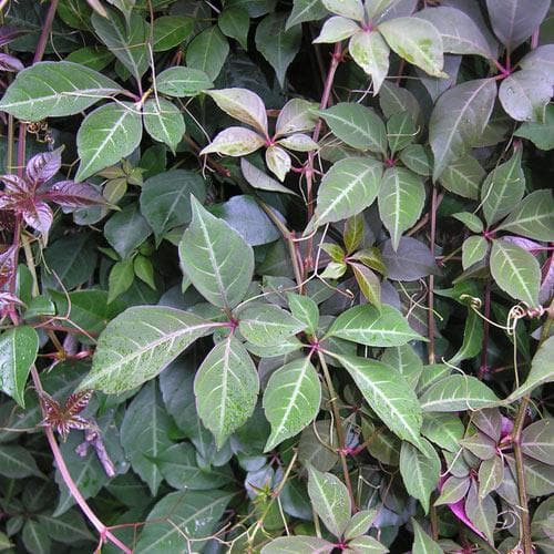 Parthenocissus henryana - Chinese Virginia Creeper