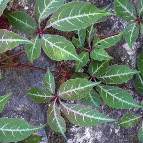 Parthenocissus henryana - Chinese Virginia Creeper