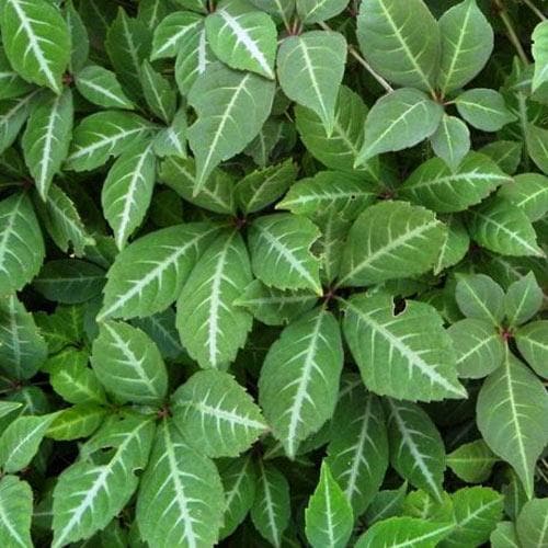 Parthenocissus henryana - Chinese Virginia Creeper