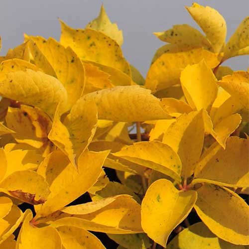 Parthenocissus quinquefolia Yellow Wall