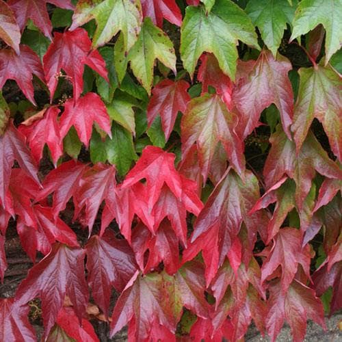 Parthenocissus tricuspidata Veitchii - Future Forests