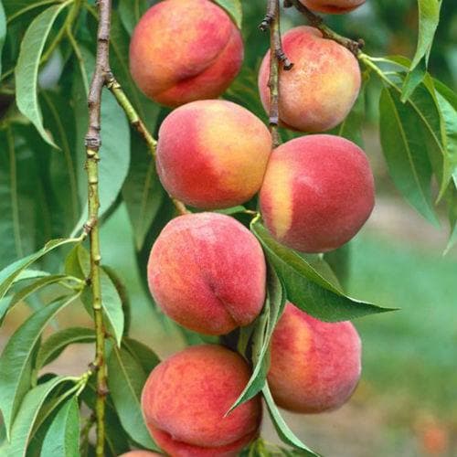 Peach Amsden - Future Forests
