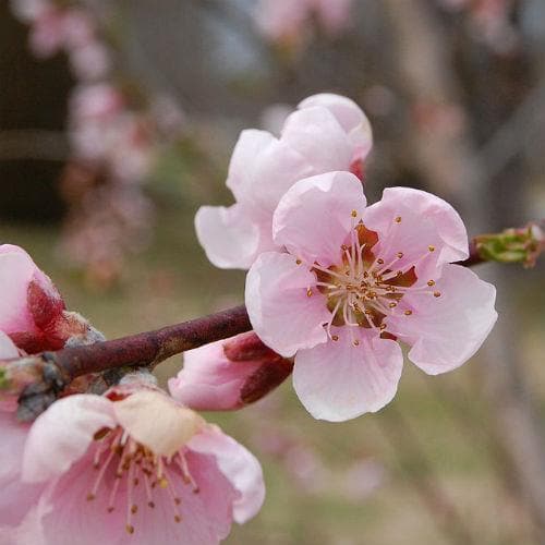 Peach Amsden - Future Forests