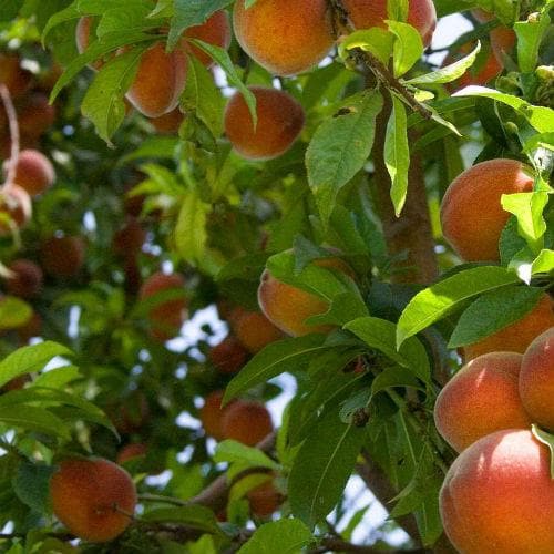 Peach Rochester - Future Forests