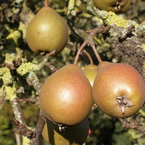 Pear Black Worcester