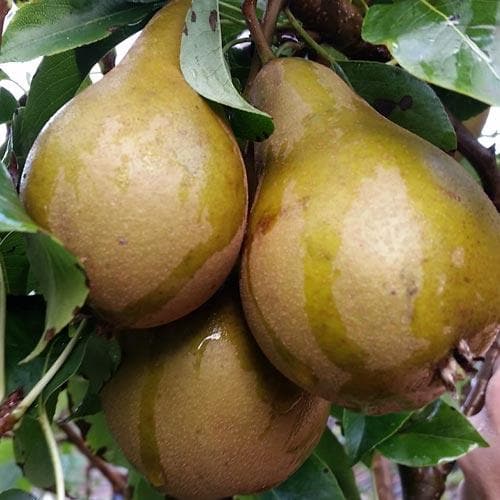 Pear Conference - Future Forests