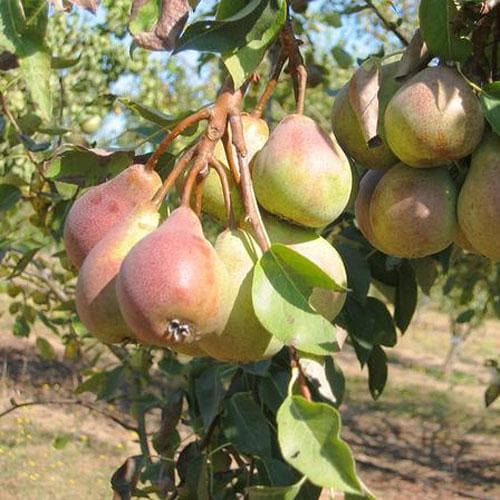 Pear Winnals Longdon - Future Forests