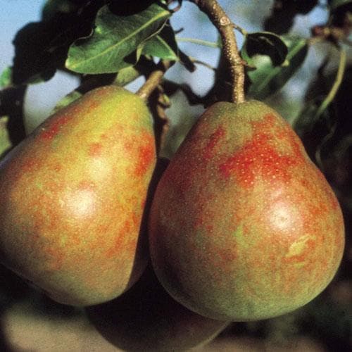 Pear Winnals Longdon - Future Forests