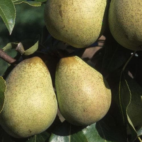 Pear Beth