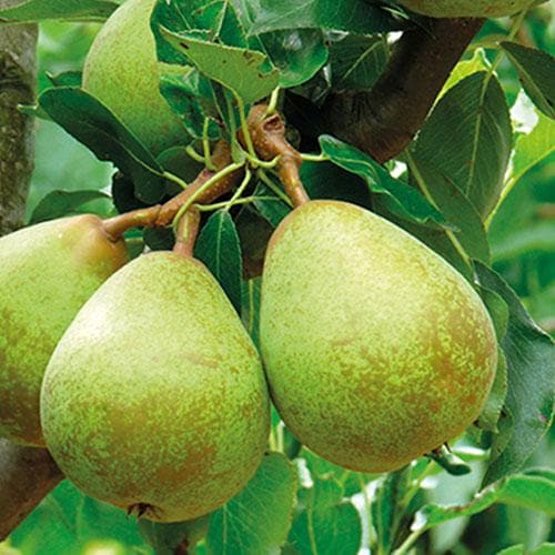Pear Beth