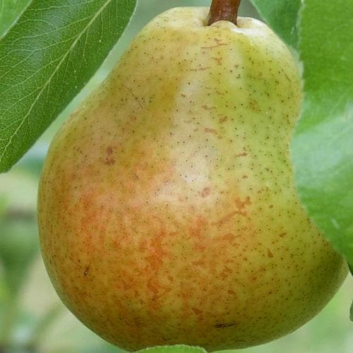 Pear Williams' Bon Chrétien - Future Forests