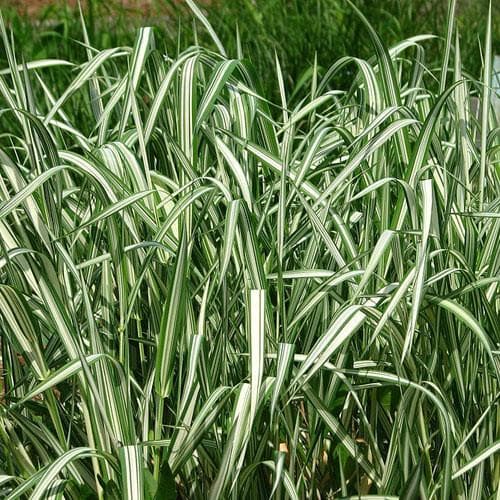 Phalaris arundinacea var picta - Future Forests