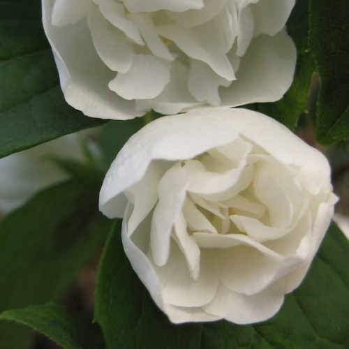 Philadelphus Virginal