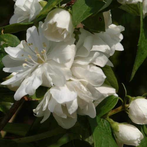 Philadelphus Virginal